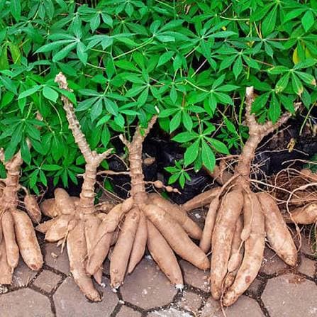Manioc de premier choix – Racines fraîches