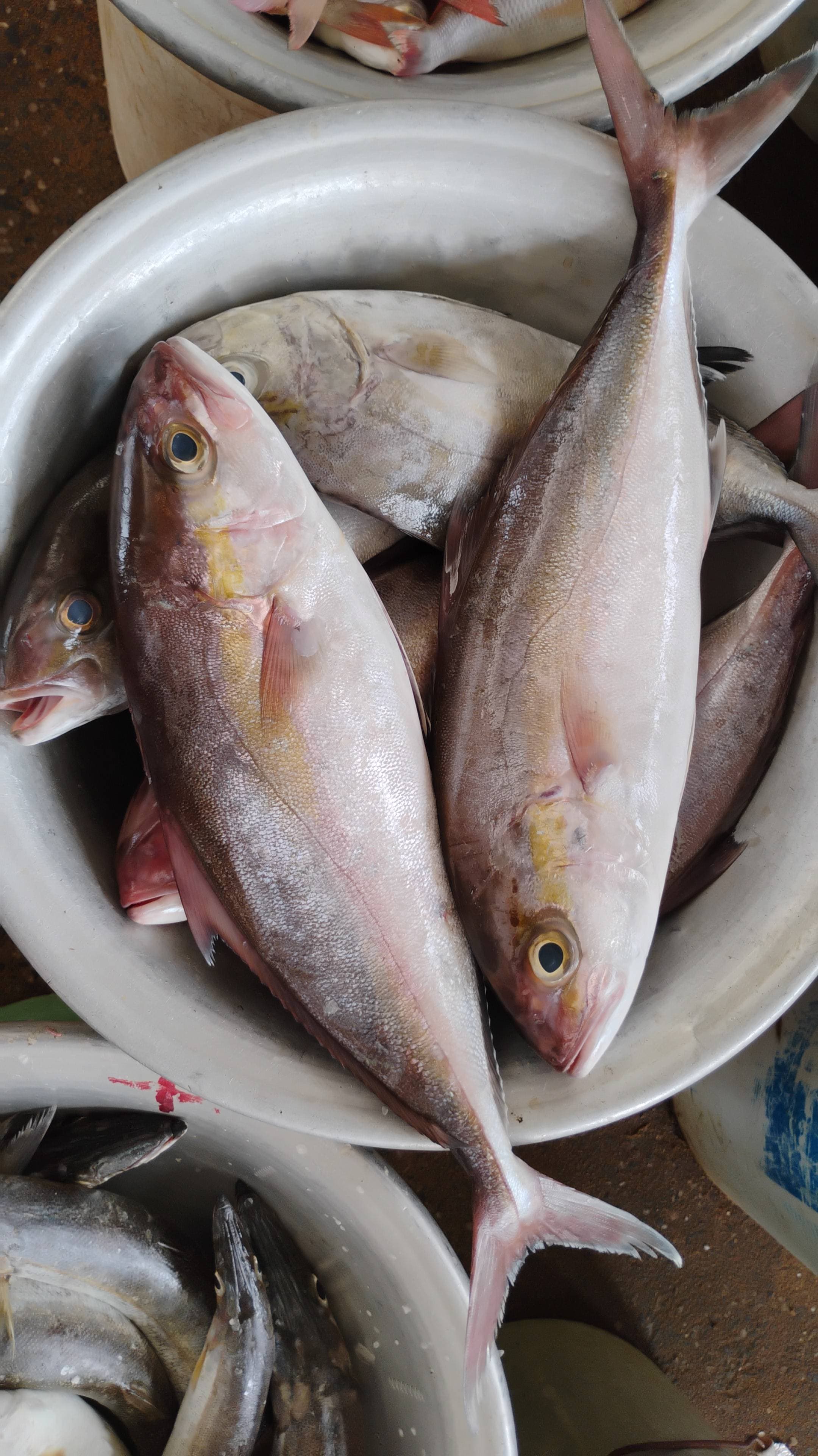 Poissons